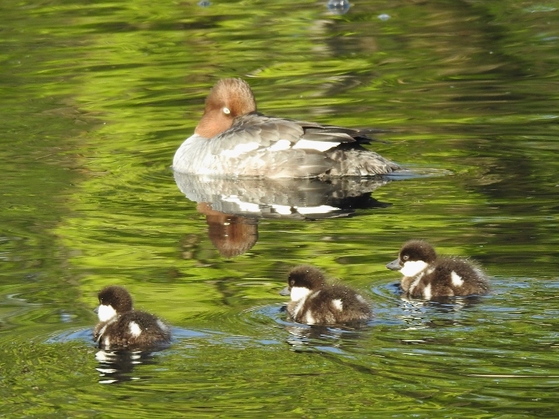 A Morning at Assiniboine&nbsp;Park