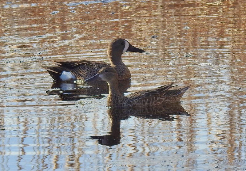 A Morning Walk at Oak Hammock Marsh – part&nbsp;1