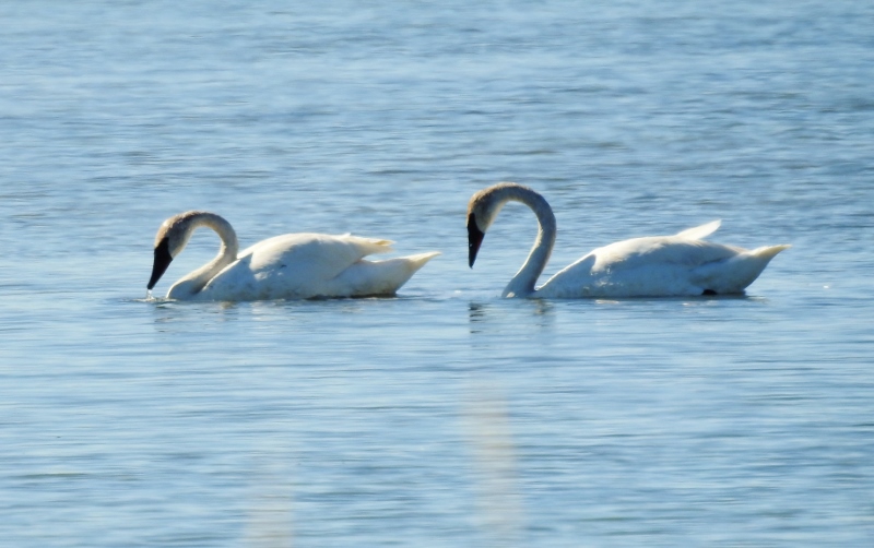 A Morning Walk at Oak Hammock Marsh – part&nbsp;2