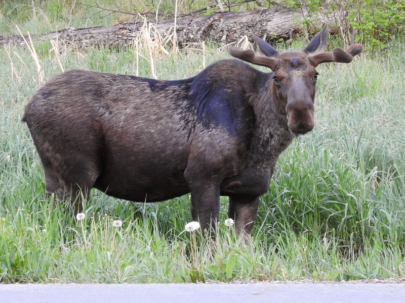 A Couple of Days in Riding Mountain National Park – part&nbsp;4