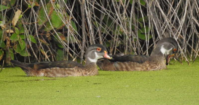 Back to Fort Whyte&nbsp;Alive