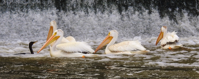Hanging Around at&nbsp;Lockport