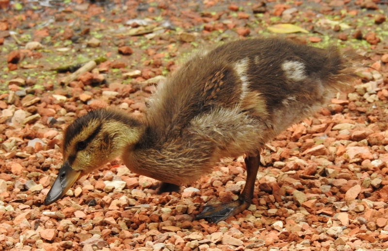Kildonan Park – Last Stop of the&nbsp;Day