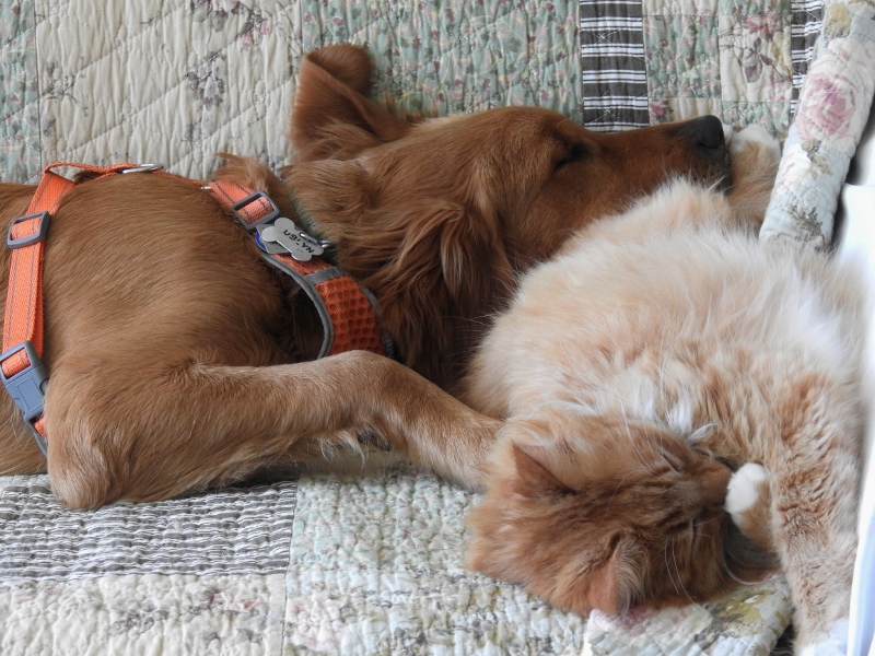 Adventures in Pet/House&nbsp;Sitting