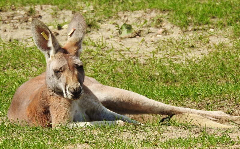 A Walk in the Assiniboine Park&nbsp;Zoo