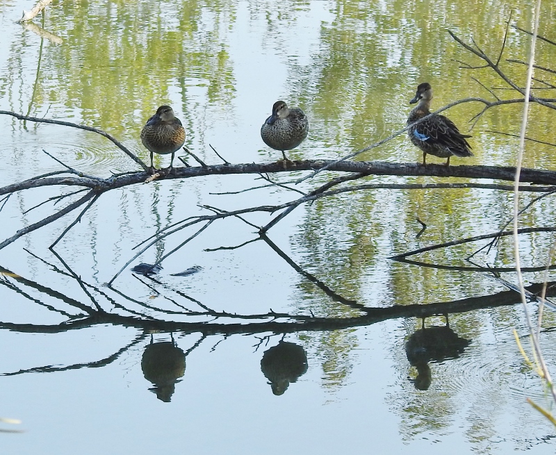 Always Something to see at Fort Whyte&nbsp;Alive