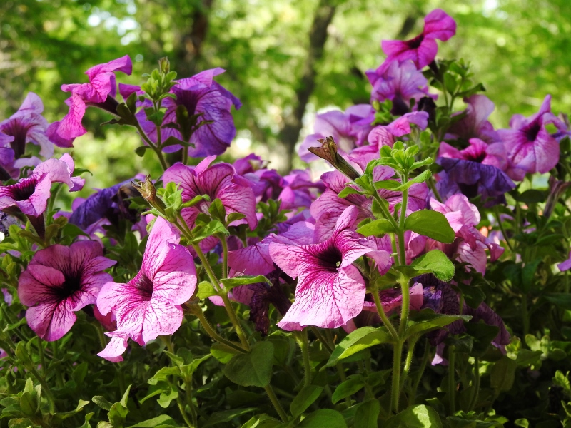 Birds, Flowers, Street Work &&nbsp;Voting