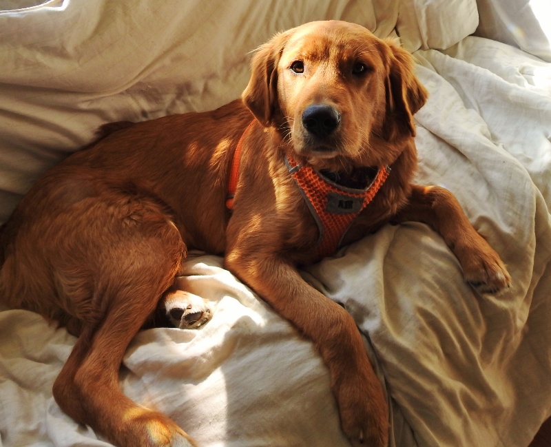 Adventures in Pet&nbsp;Sitting