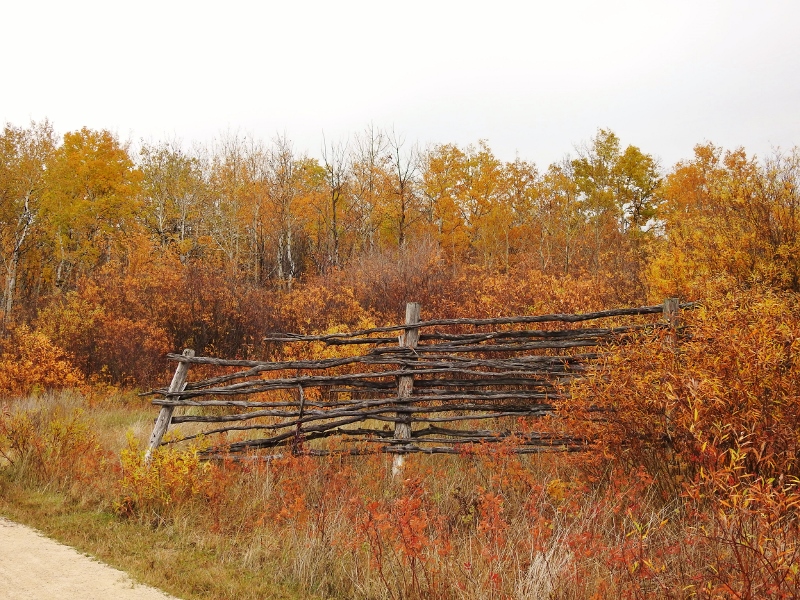 Morning Walk at Fort Whyte&nbsp;Alive
