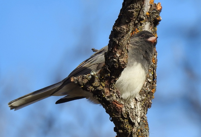A Chilly Walk Around Assiniboine&nbsp;Park