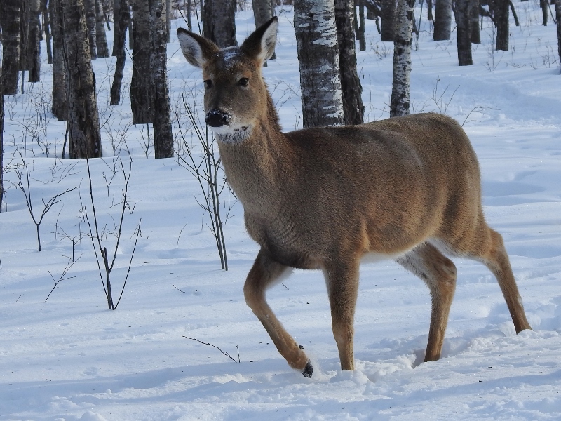 A Sunny Cold Morning Walk at Fort Whyte&nbsp;Alive