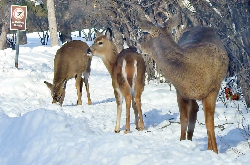 A Drive Through Assiniboine&nbsp;Park