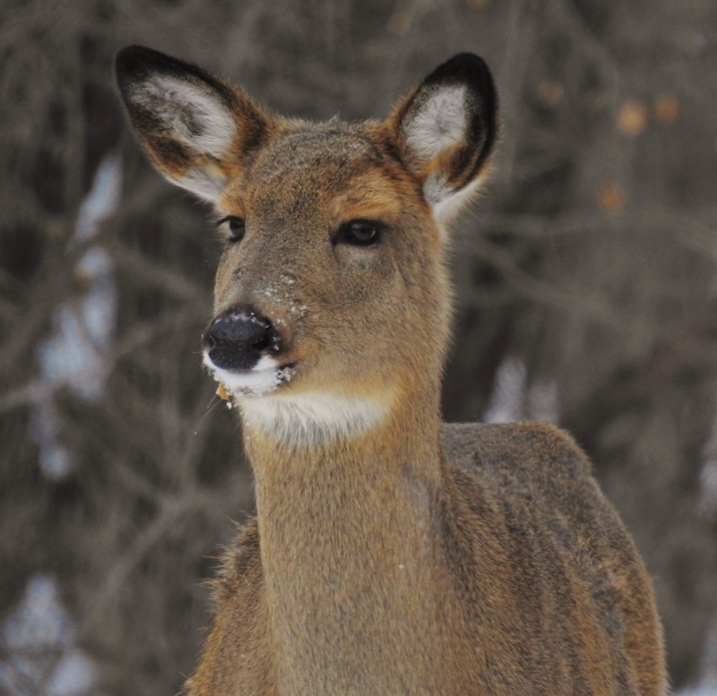 A Morning Walk Around Assiniboine&nbsp;Park