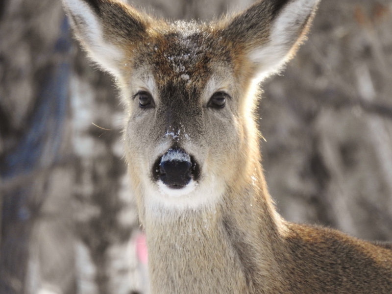 A Fort Whyte Alive Morning&nbsp;Walk