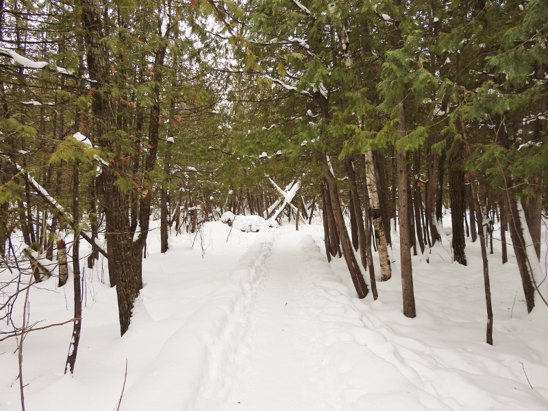 Cedar Bog Trail after&nbsp;Breakfast