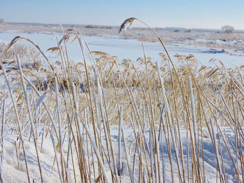 Oak Hammock Marsh in the&nbsp;Snow