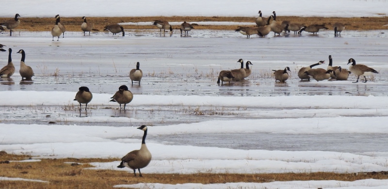 A Springtime Stroll at Fort Whyte&nbsp;Alive
