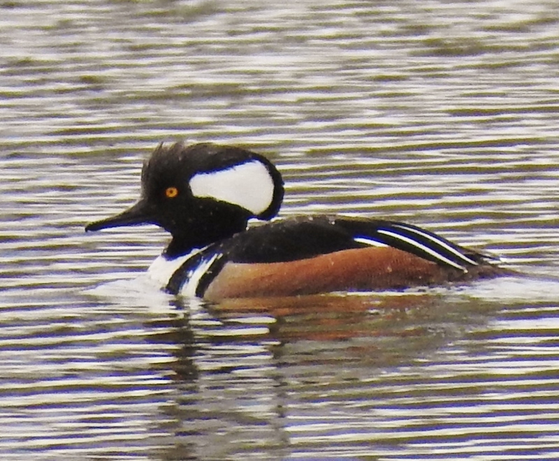 Walking Around the&nbsp;Lakes