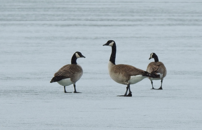 Nearing the End (I HOPE) of our Neverending&nbsp;Winter