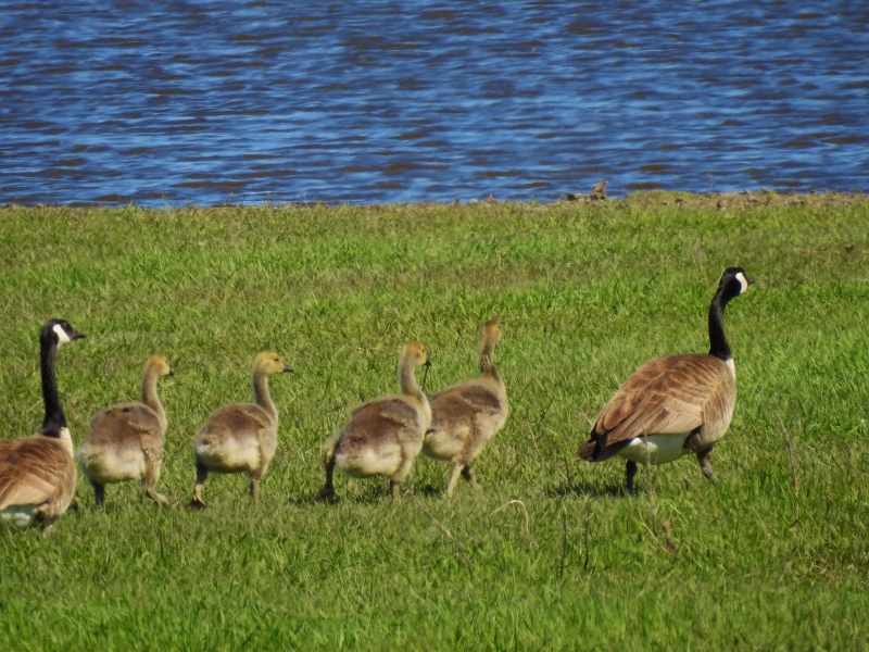 A Walk at Fort Whyte&nbsp;Alive