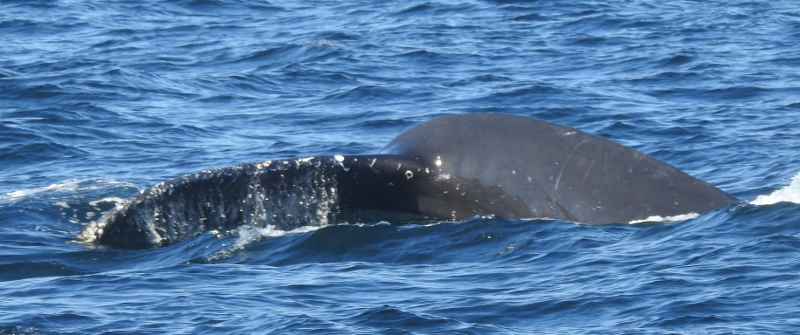 Prince of Whales Boat&nbsp;Tour