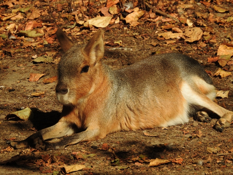 Return to the Greater Vancouver&nbsp;Zoo