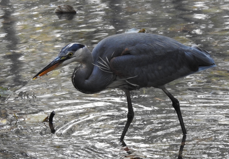 A New Section of the Vedder Rotary Trail – part&nbsp;2