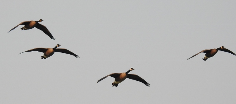 Did Someone Ask for Canada&nbsp;Geese?