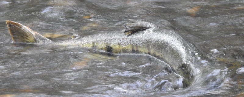 A Walk and Some&nbsp;Salmon