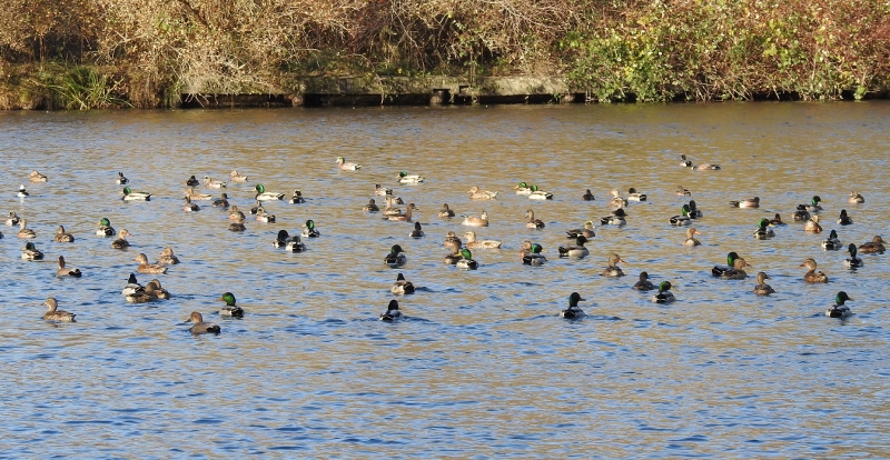 A Few Ducks and a Bit&nbsp;More