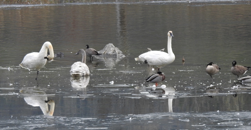 A Walk at Chem Lake&nbsp;Wetlands