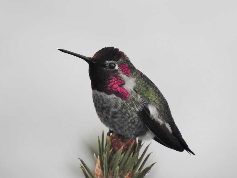 Anna’s Hummingbirds