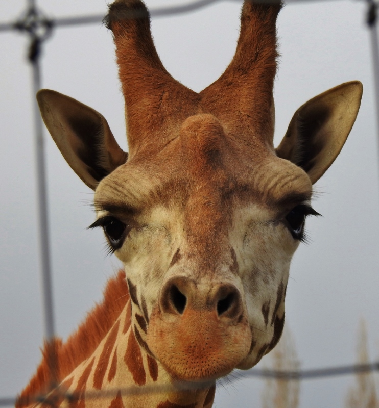 Back to the Greater Vancouver Zoo for a&nbsp;Walk