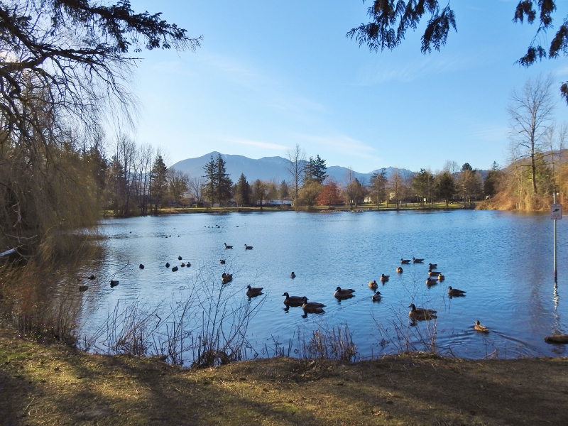 The Return of Some&nbsp;Birds