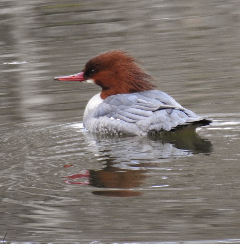 Adventures at the Great Blue Heron Nature&nbsp;Reserve