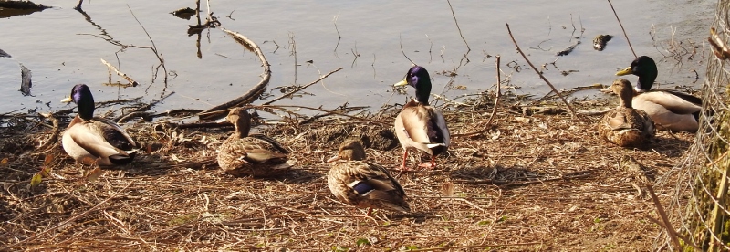 Sardis Pond is a Busy&nbsp;Place