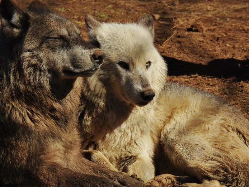 Return to the Greater Vancouver&nbsp;Zoo