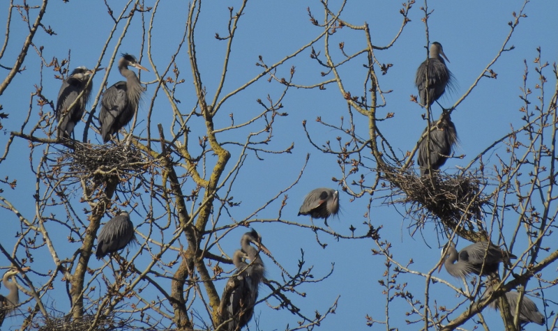 Another Wander at the Great Blue Heron Nature&nbsp;Reserve