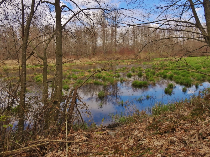 Browne Creek Wetlands