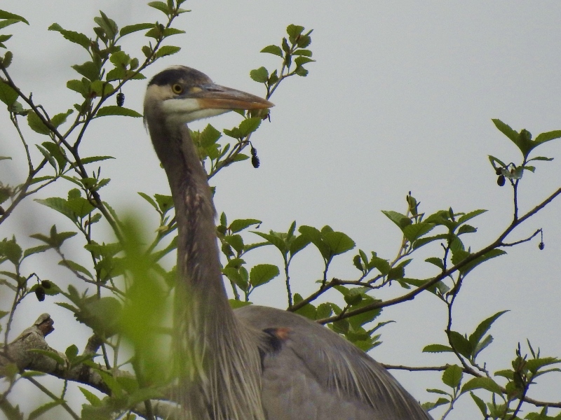 Checking In at the Great Blue Heron Nature&nbsp;Reserve