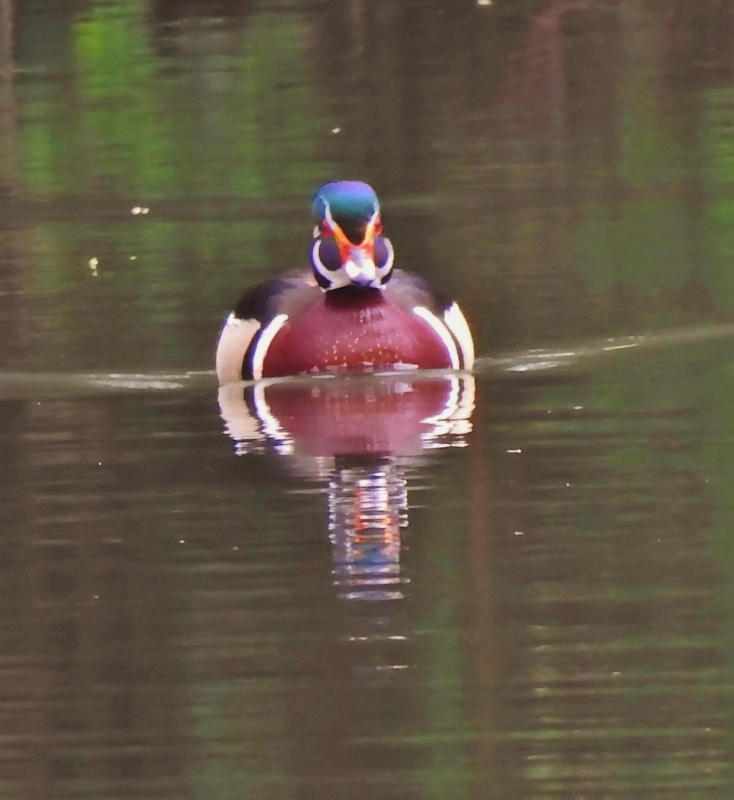 Let’s Walk along a&nbsp;Dyke