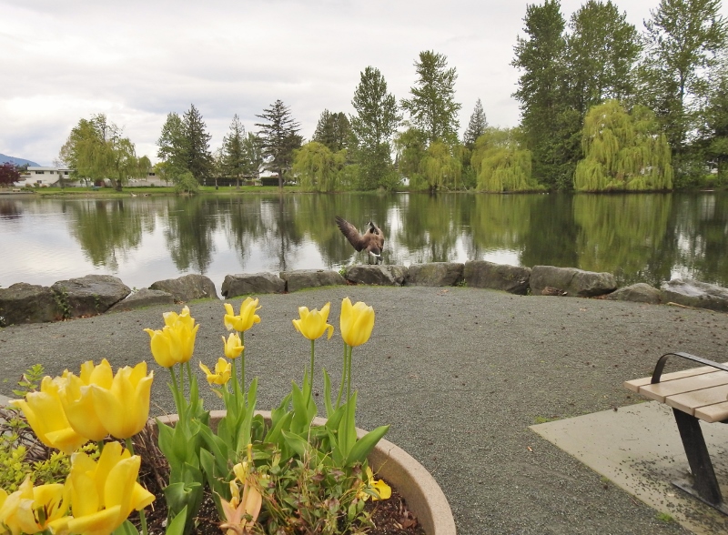 A Quick Stop at Sardis&nbsp;Park/Pond