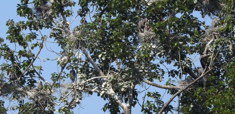 I Had to Go Back to the Great Blue Heron&nbsp;Reserve