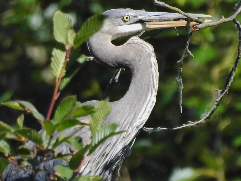 Great Blue Herons and Bald&nbsp;Eagles