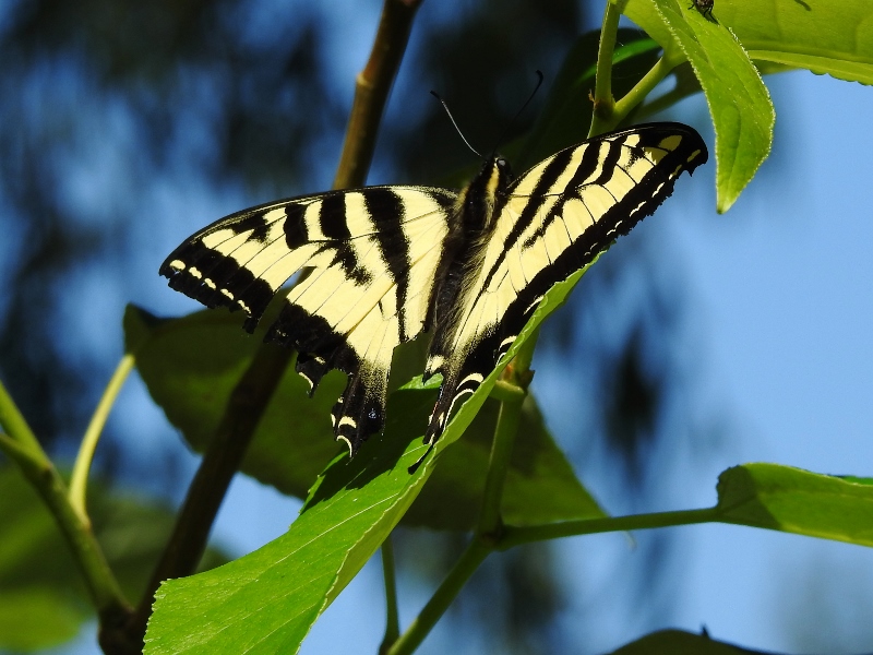 A Walk Around Sardis Pond in Sardis&nbsp;Park