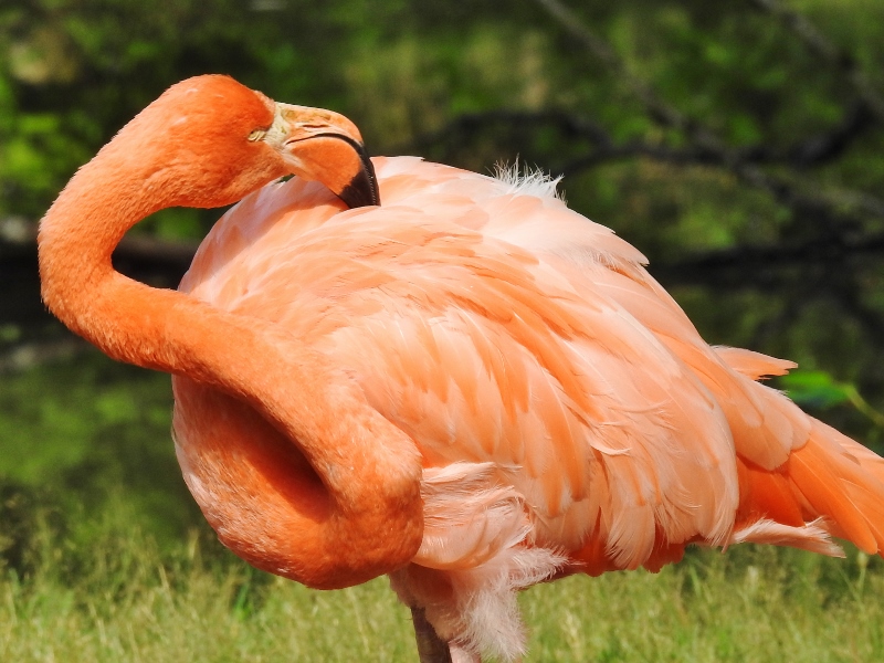 Greater Vancouver Zoo