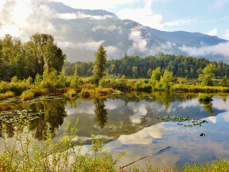 Return to Cheam Lake&nbsp;Wetlands