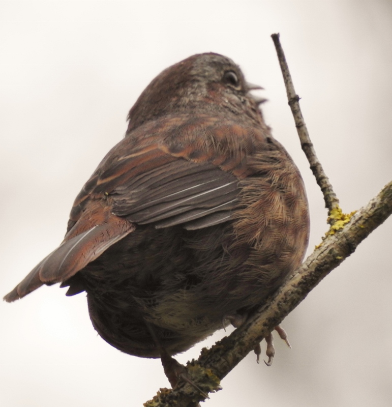 Sights While Walking At The Great Blue Heron Nature&nbsp;Reserve