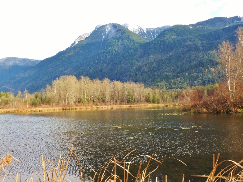 Back to Cheam Lake&nbsp;Wetlands