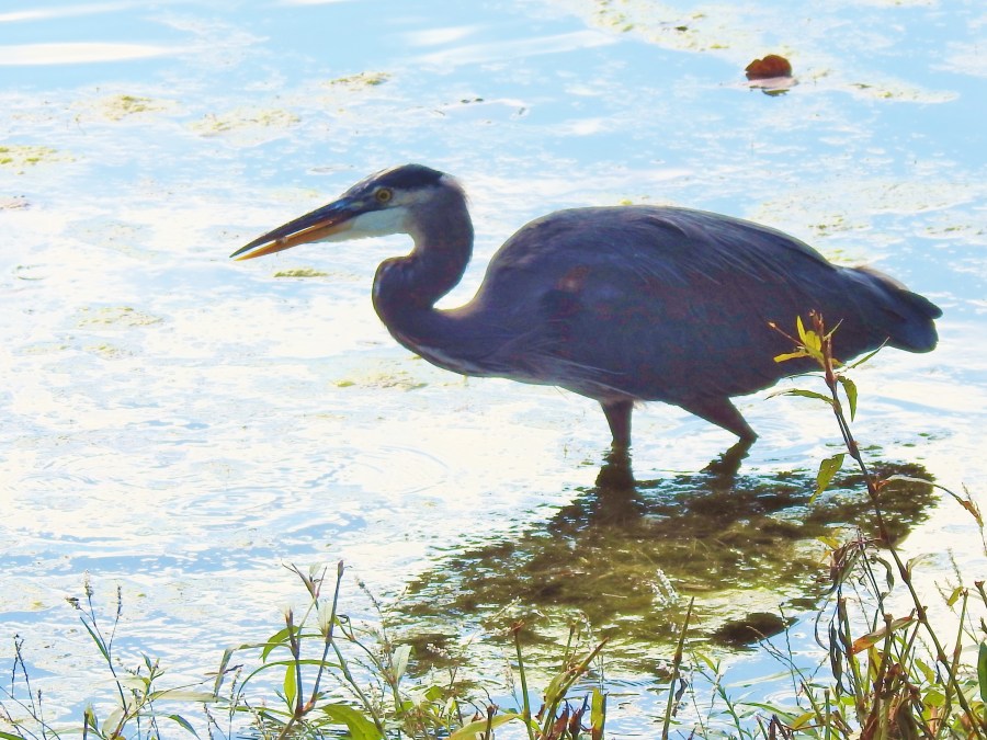 Return to the Great Blue Heron Nature&nbsp;Reserve